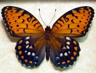 The Regal Fritillary Speyeria Idalia Real Framed Butterfly 8094