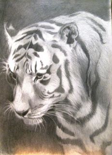  Signed The Artist Pencil on Paper Tiger Animal Ingres Stamp