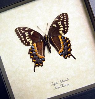 Species Papilio Palamedes Verso Native Origin North America