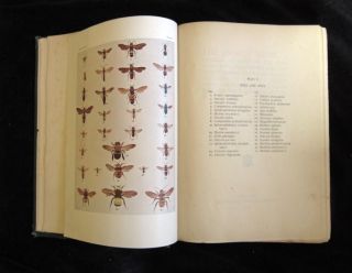 1902 The Insect Book Illustrated North American Insects Leland Howard