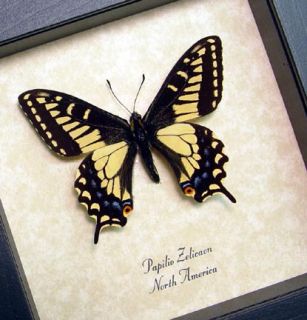 Anise Swallowtail Real North American Framed Butterfly 8065
