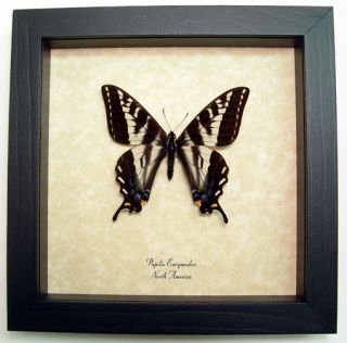 Pale Swallowtail Real North American Framed Butterfly 8066
