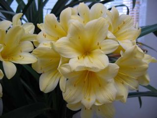 Kevin Walters Yellow Clivia Plant Adult Offset 2