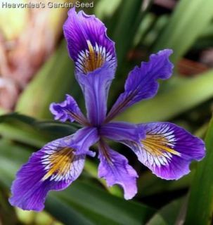 Iris Blue Missouriensis Perennial Seeds