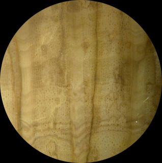 SIS Very RARE Large Fossil Tanoak Mcdermitt or Petrified Wood Round