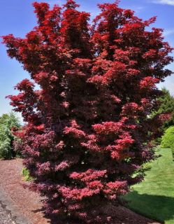 Year Twomblys Red Sentinel Japanese Maple