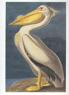 John James Audubon Bird Print American White Pelican