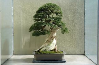 Chinese Juniper Excellent for Bonsai 10 Viable Seeds