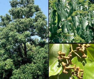 Japanese Raisin Tree Hovenia Dulcis 30 Seeds
