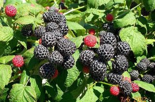  Cap Raspberry 12 Plants jams jelly juice tea berries wildlife habitat