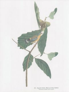Magnolia Warbler Folio Size Bird Print John James Audubon  