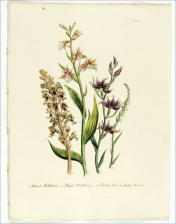 1849 Antique HC Loudon Print 55 Orchids Helleborine  