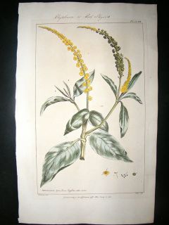 Miller 1760 Folio Hand Col Botanical Phytolacea Physick  