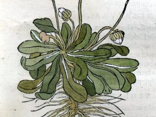 1552 David Kandel Cowslip Original Woodcut Leaf Hcol