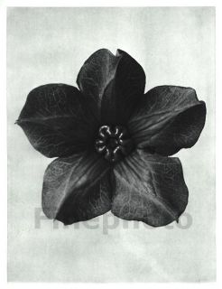 1929 Original Botanical Plant Flower by Karl Blossfeldt