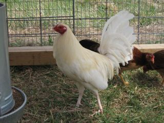 10 White Red Kelso Gamefowl Hatching Eggs
