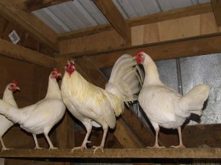 Pure White Kelso Gamefowl Hatching Eggs