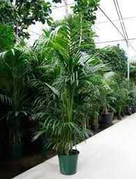 Kentia Palm Tree Seedlings 50 Off Great Indoor Plant Seeds To