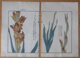 Kono Bairei Japanese Woodblock Flower 2 Prints 1900