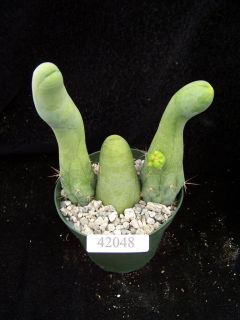 Trichocereus Bridgesii Monstrose Unusual Cactus Plant 42048
