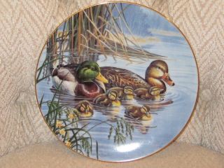  Outing A Loving Look Duck Families W S George Bruce Langton Plate