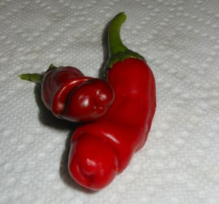 20 RARE Red Hot Peter Pepper Seeds