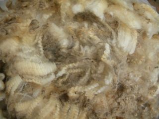Raw Wool White BORDER LEICESTER sheep fleece SUPER LUSTER AND CRIMP