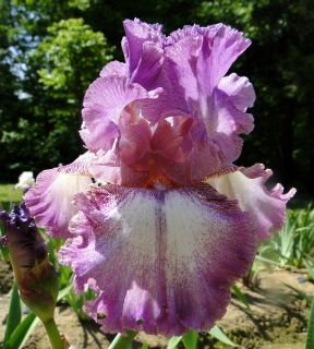 Tall Bearded Lingering Love Iris Pink Orchid Rebloomer 86 Perennial