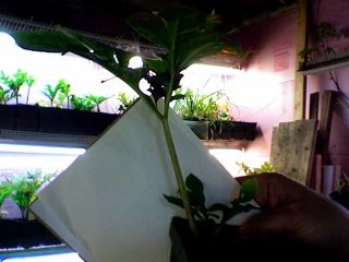 Amorphophallus Konjac Voo Doo Lily Unusual Special Varieties