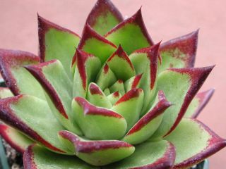 250 Echeveria Agavoides Lipstick Beautiful Plant with Pup