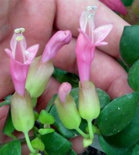 Aeschynanthus ‘Thai Pink’  Lipstick plant Bright Pink Flowers