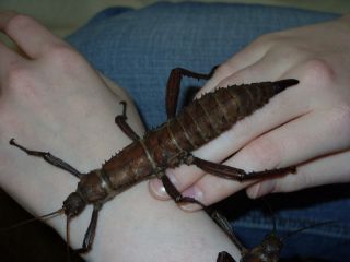  STICK INSECT NYMPHS EURYCANTHA CALCARATA live reptile pet fish food