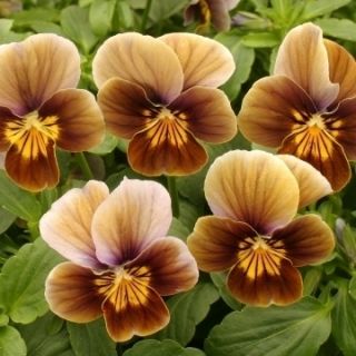 Viola Velour Frosted Chocolate Seeds New Fabulous Colors