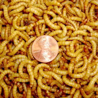 2000ct Live Mealworms Reptile Bird Fish Fishing Free Shipping