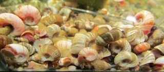 Mixed Ramshorn Snails, Turtle, Puffer, Caryfish, Loach, Live Fish Food