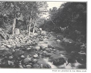 1903 AA Photo Image Los Gatos Creek