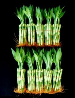100 Pcs of 6Straight Lucky Bamboo with 