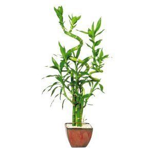 New Brussels Lucky Bamboo Plant, 14 to 16 inches tall; Chinese red