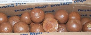 Big Bird Treats Macadamia Nuts in Shell from Hawaii