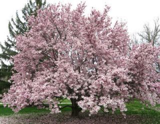 Saucer Magnolia Tree Pink Spring Flowers Tulip Tree Zone 5 9