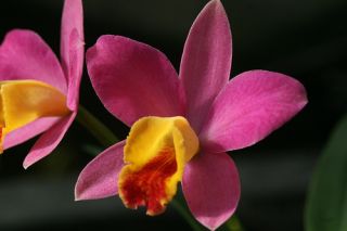 Cattleya Crystelle Smith Madeline Triple Sheath Orchid Plant