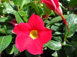 – Red Scarlet Red Riding Mandevilla Plant Buds Bloom 4 Pot
