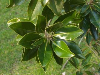 100 Large Southern Magnolia Leaves for wreath, garland, decor, wedding