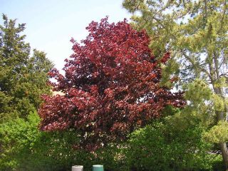 Autumn Blaze Maple 1 2 ft Shade Tree