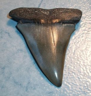 Mako Megalodon Fossil Shark Tooth Teeth 2 1 8 Inch