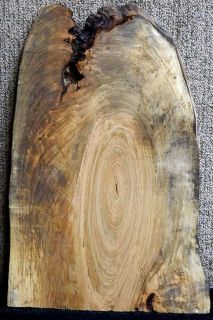 Fiddleback Figured Spalted Ambrosia Maple Taxidermy Mount Lumber Slab