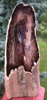 SIS Mcdermitt or Petrified Wood Fancy Juniper