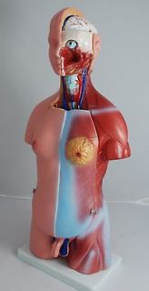 Anatomical Human Torso Model 23Parts Unisex 45cm New