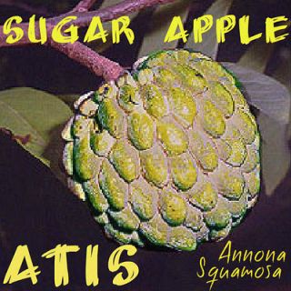 ATIS~ SUGAR APPLE Annona squamosa RARE FRUIT Tree Custard Apple LIVE