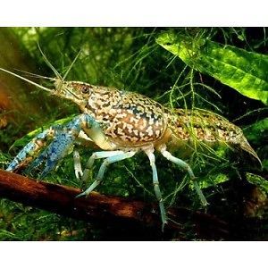 live crayfish in Aquarium & Fish
